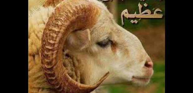 من هو النبي الذي فداه الله بكبش