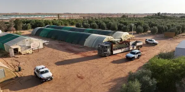 محمية الملك سلمان و"مروج" يتعاونان لتفعيل دور المتطوعين في تنمية الغطاء النباتي