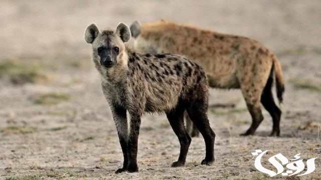 تفسير حلم رؤية الضبع فى المنام تفسير حلم رؤية الضبع فى المنام