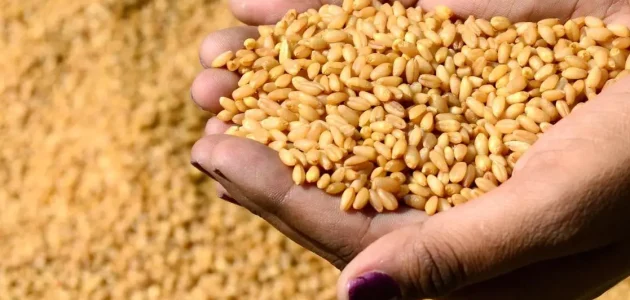 تصل قبل نهاية 2024.. القمح الروسي يتوجه إلى مصر ” صفقة شراء تصل إلى 430 ألف طن”